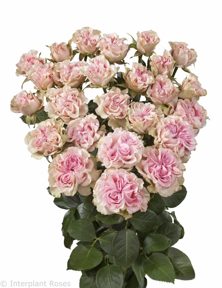 ROSE BR. SWEET FLOW 40